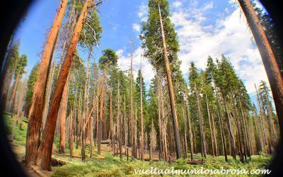 RUTA USA, ETAPA 7: SAN FRANCISCO – OAKHURST (391 KM)