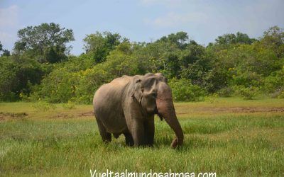 ¿Leopardos, elefantes, búfalos de agua en Sri Lanka? (etapa 7, Ella – Tissa y PN Yala)