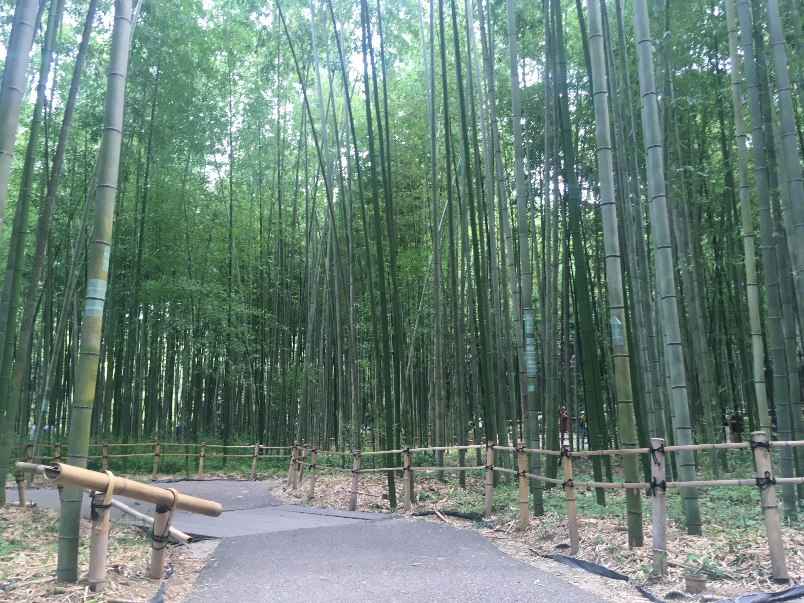 Bosque bambú (Kioto)