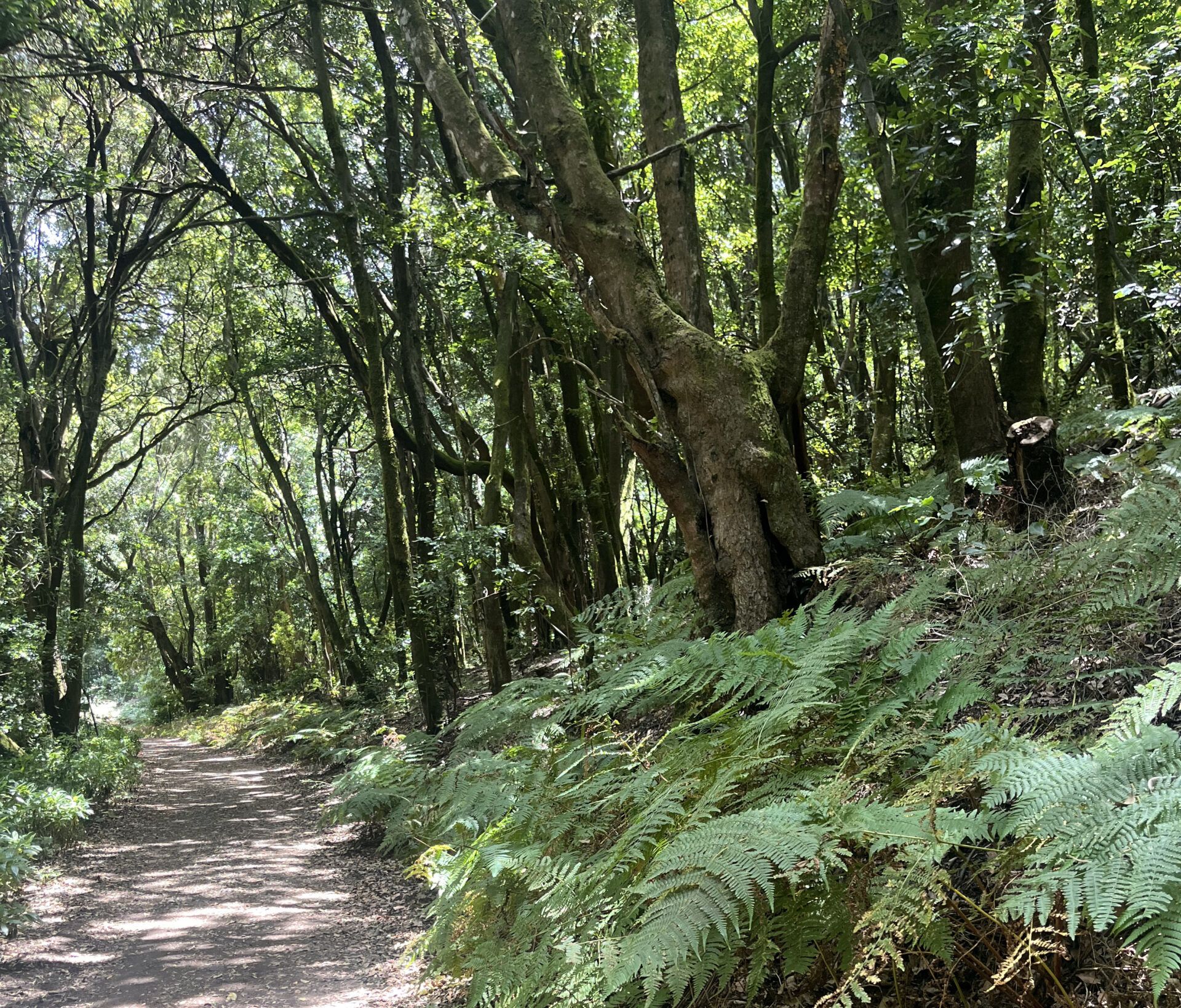 Garajonay