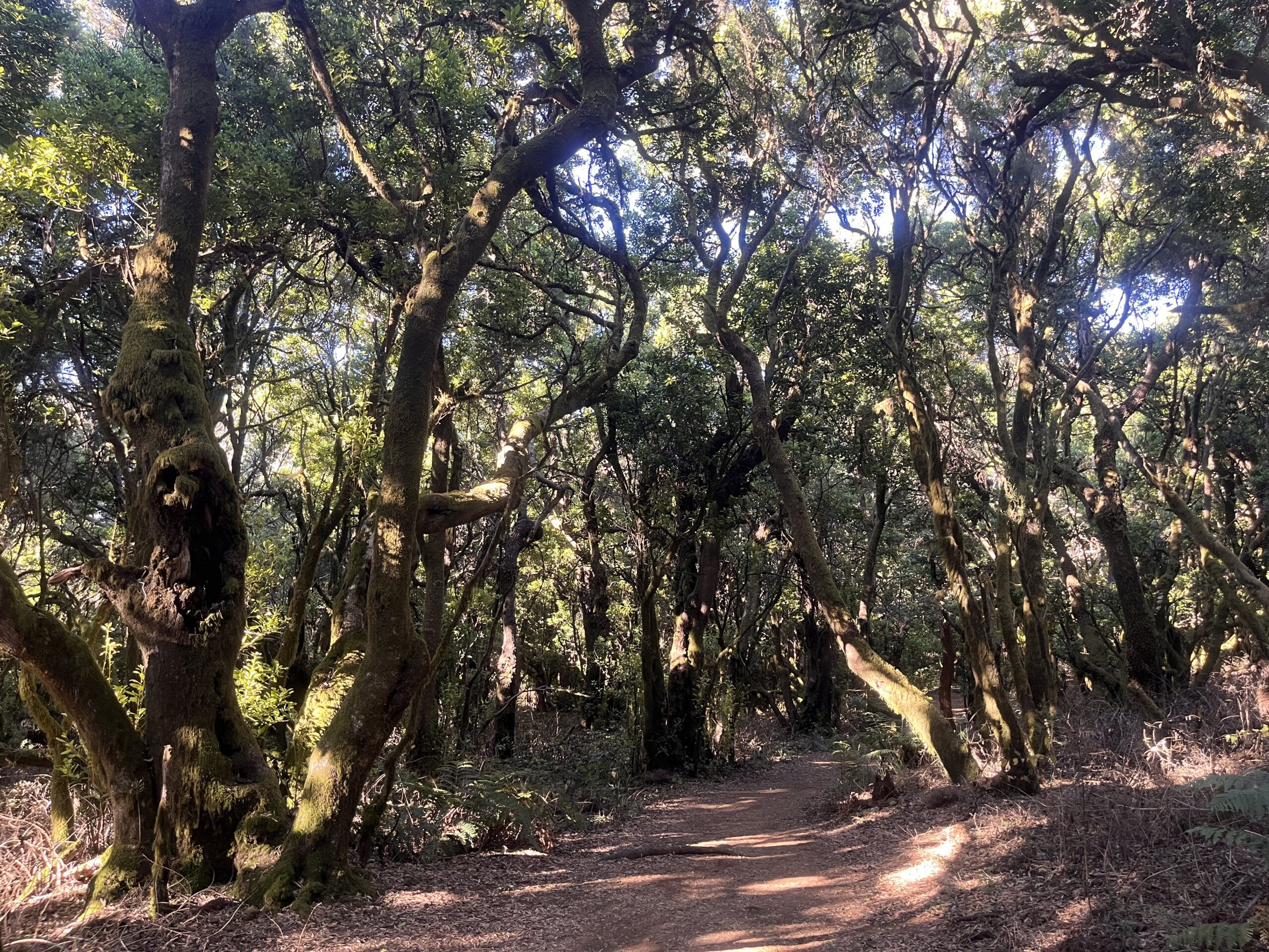 sendero de la llanía