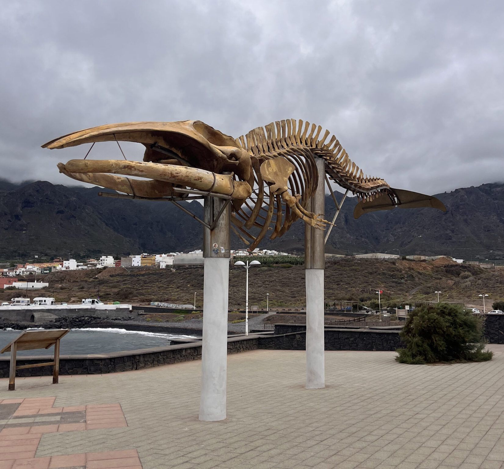 ballena los silos